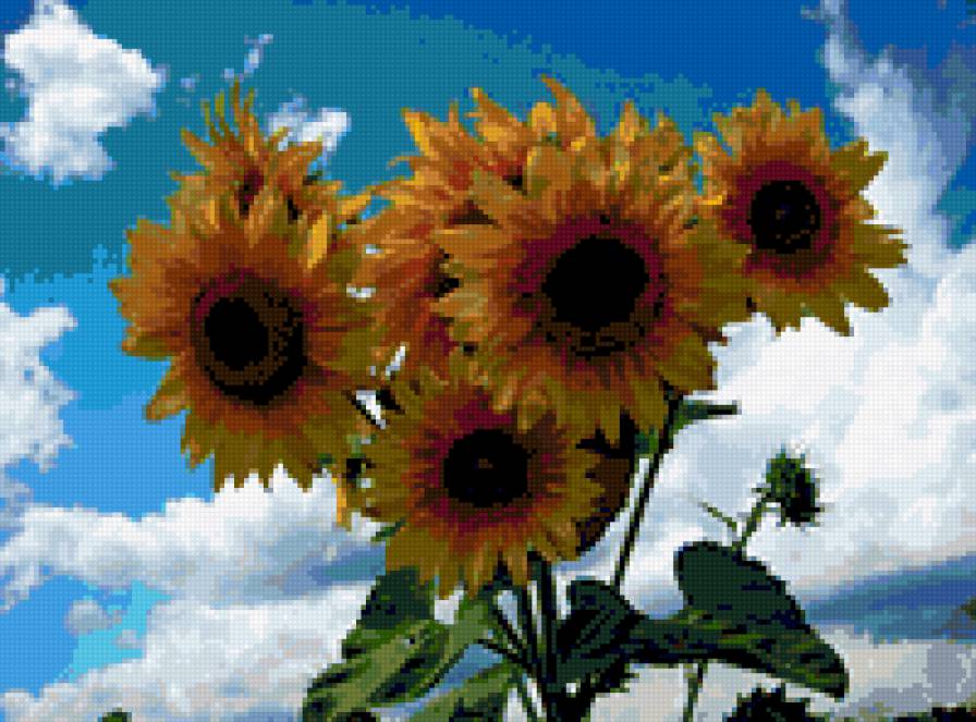 Подсолнечное утро - подсолнухи, лето, цветы - предпросмотр