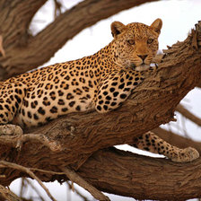 Схема вышивки «гепард»