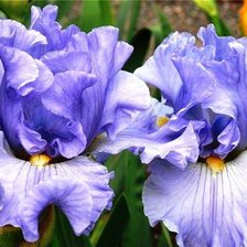 Схема вышивки «серия "ирисы"»