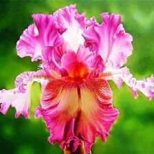 Схема вышивки «серия "ирисы"»