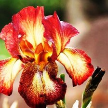 Схема вышивки «серия "ирисы"»