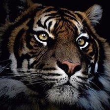 Схема вышивки «тигр»