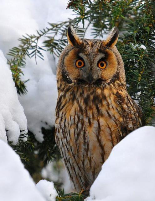 сова - птица, сова, зима - оригинал