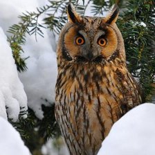 Схема вышивки «сова»