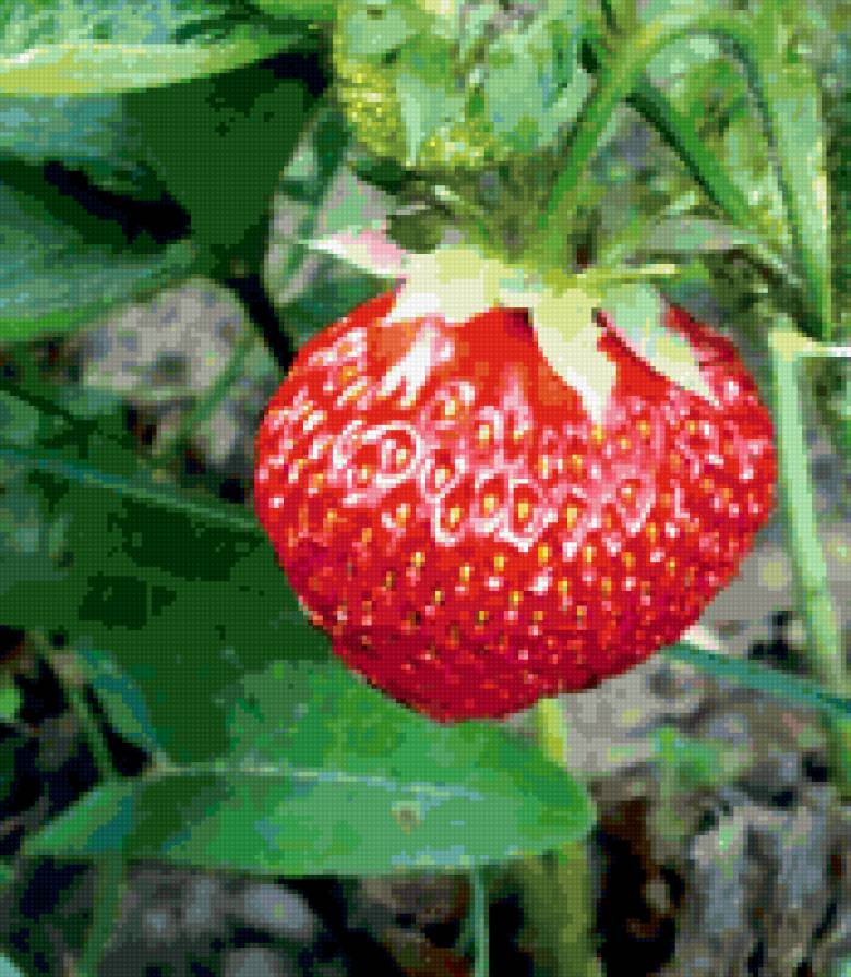 клубничка на грядке - ягода - предпросмотр