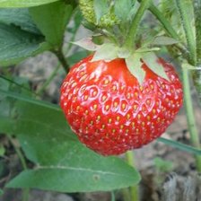 клубничка на грядке