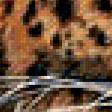Предпросмотр схемы вышивки «Леопард» (№423477)