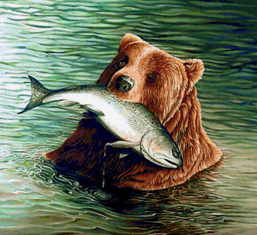 Медведь - рыба, медведь, животные - предпросмотр