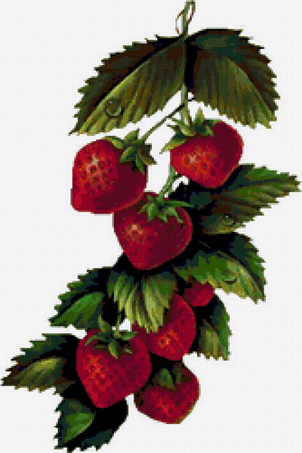 земляника - предпросмотр