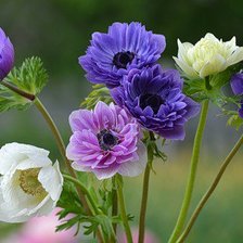 Схема вышивки «Анемоны»