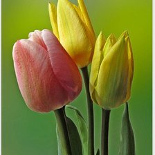 тюльпаны