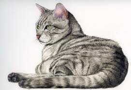 кошка - домашние животные, кот.кошка - оригинал