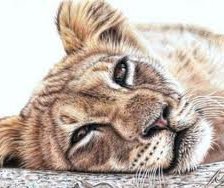 Схема вышивки «молодая львица»