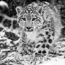 Схема вышивки «Снежный барс»