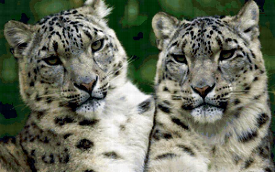 Снежные барсы - кошка, снежный барс - предпросмотр