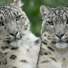 Схема вышивки «Снежные барсы»