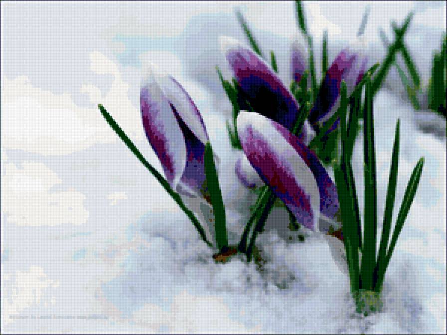 Подснежники - зима - предпросмотр