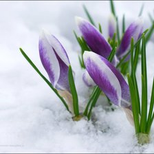 Подснежники