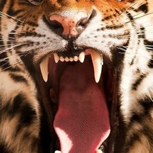 Схема вышивки «Тигра»