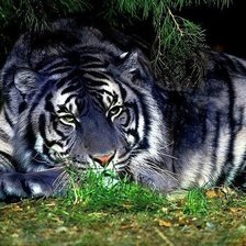 Схема вышивки «Белый тигр»