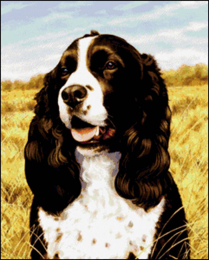 спаниель - собаки - предпросмотр