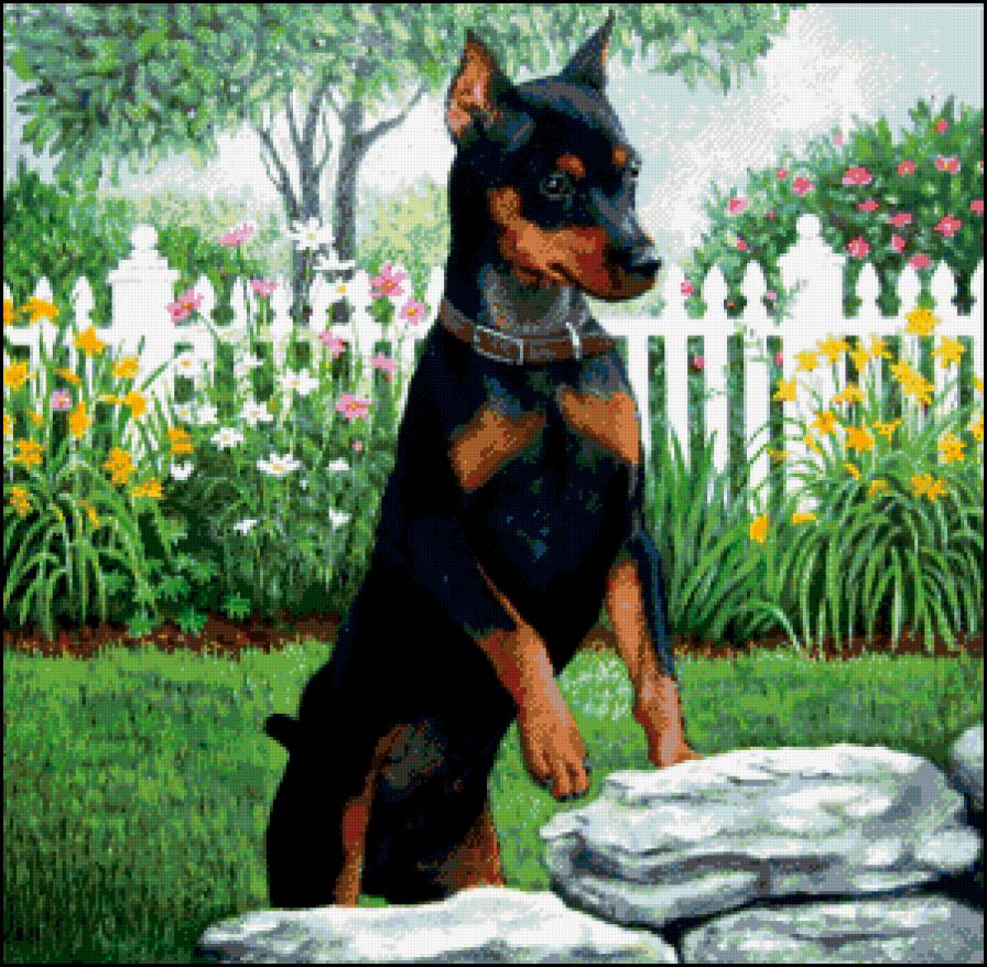 карликовый пинчер - собаки - предпросмотр