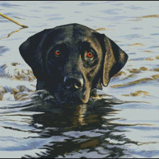 Схема вышивки «лабладор»