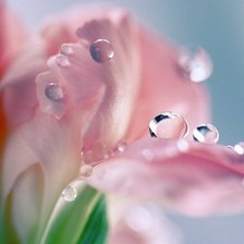 Схема вышивки «№424474»