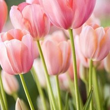 Схема вышивки «тюльпаны»