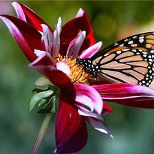 Схема вышивки «№424567»