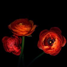 Схема вышивки «flowers»