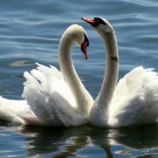 Схема вышивки «Лебеди»