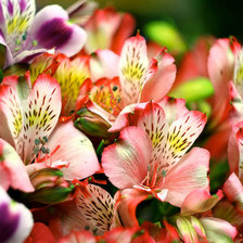 Схема вышивки «№424690»