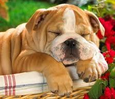 Схема вышивки «Собака»