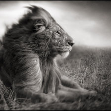 Схема вышивки «Лео»