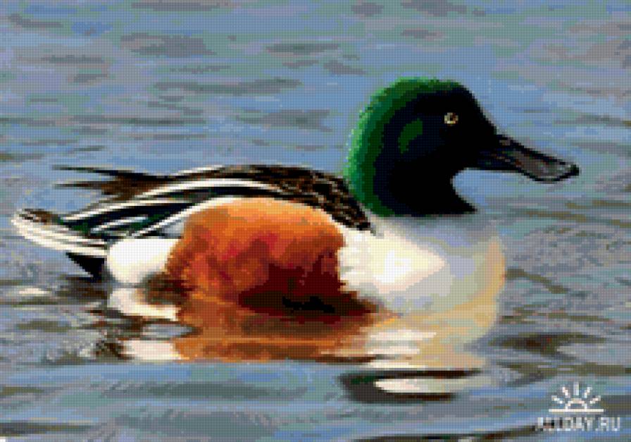 утка - утка - предпросмотр