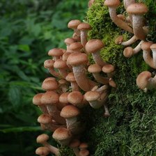 Схема вышивки «Опята»