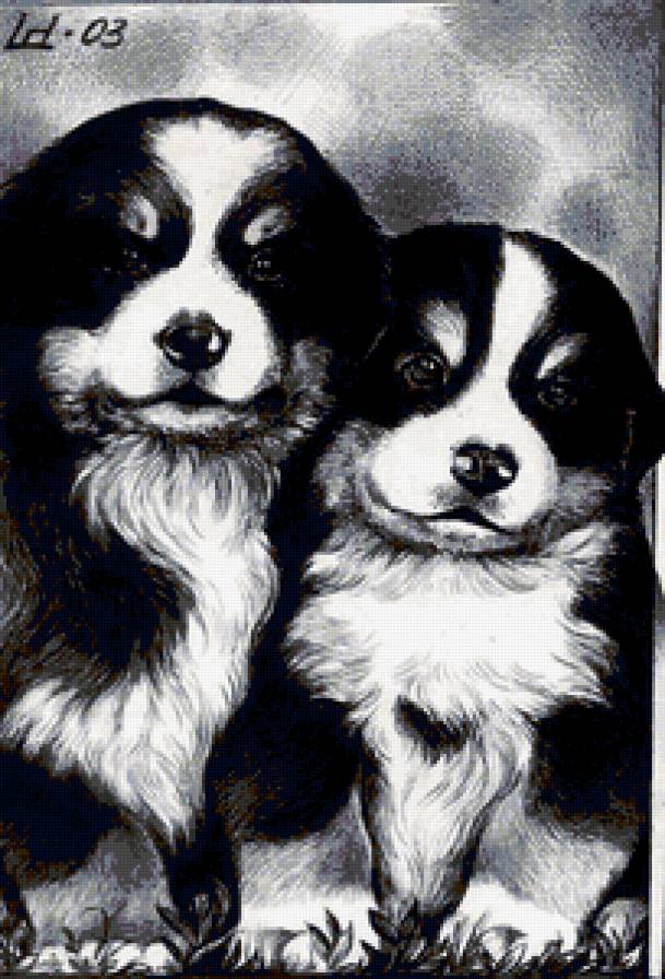 щенки - собаки - предпросмотр