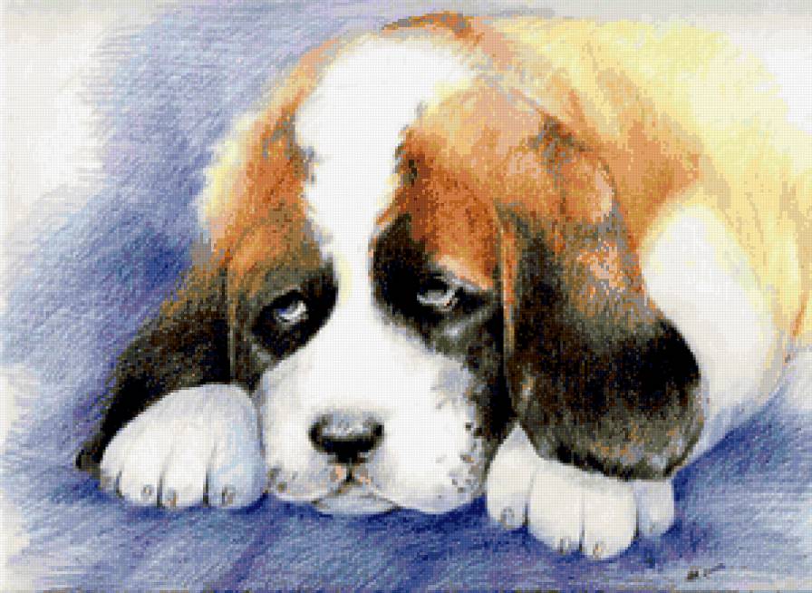 щенок сенбернара - собаки - предпросмотр