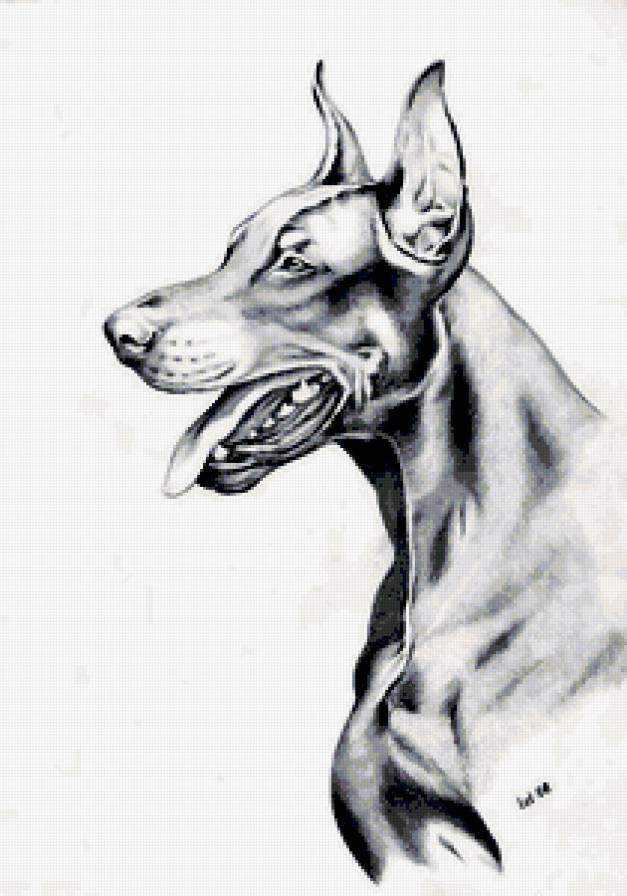 доберман - собаки - предпросмотр