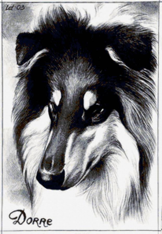 колли - собаки - предпросмотр