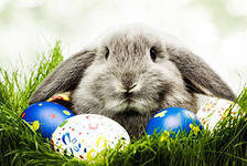 Схема вышивки «№425144»