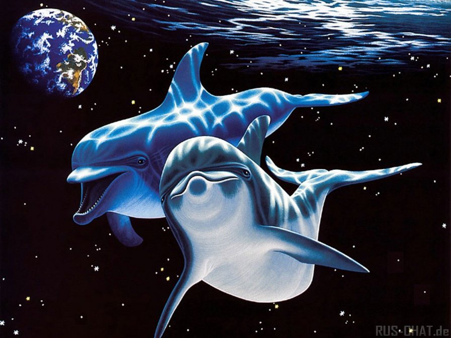 Дельфины - оригинал