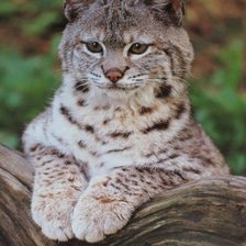 Схема вышивки «Рысь»