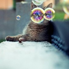 Схема вышивки «кот»