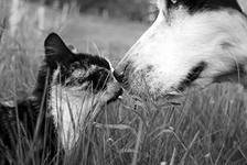 Схема вышивки «№425225»