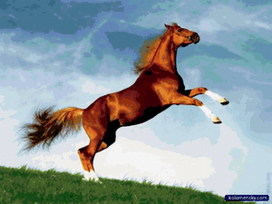 Конь - кони - предпросмотр