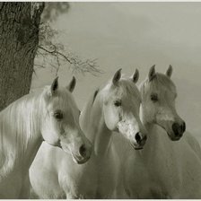 Схема вышивки «Кони»