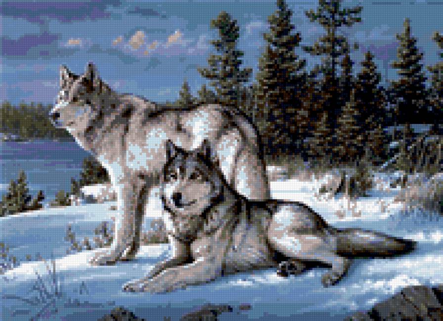 волки на снегу - предпросмотр