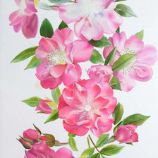 Схема вышивки «розы»